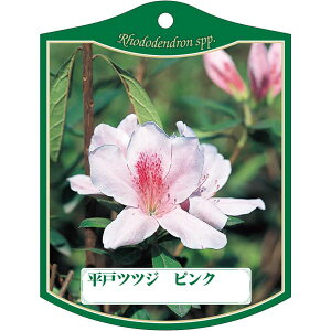 |pxy qhccW sN K(100)z105mm×80mm t[x |pi K[fjOpi ϐ ϋv   i햼\x |x Ax x v[g | i