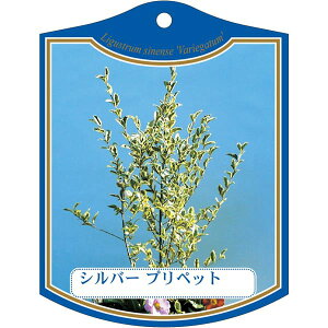 |pxy Vo[vybg K(100)z105mm×80mm t[x |pi K[fjOpi ϐ ϋv   i햼\x |x Ax x v[g | i 