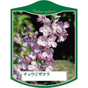 |pxy `EWUN K(100)z105mm×80mm t[x |pi K[fjOpi ϐ ϋv   i햼\x |x Ax x v[g | i A