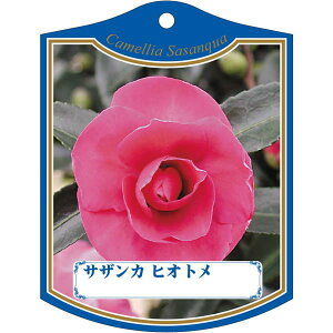 |pxy TUJ ꉳ K(100)z105mm×80mm t[x |pi K[fjOpi ϐ ϋv   i햼\x |x Ax x v[g | i A