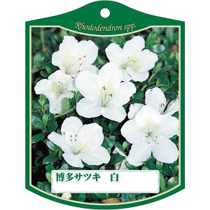 |pxy nJ^TcL  K (100)z105mm×80mm t[x |pi K[fjOpi ϐ ϋv   i햼\x |x Ax x v[g | i A