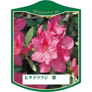 |pxy qhccW TL K (100) z105mm×80mm t[x |pi K[fjOpi ϐ ϋv   i햼\x |x Ax x v[g | 