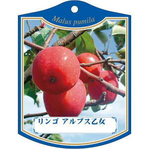 |pxy S AvX K (100)z105mm×80mm t[x |pi K[fjOpi ϐ ϋv   i햼\x |x Ax x v[g | i