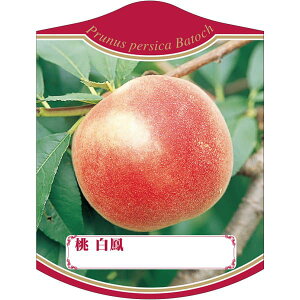 |pxy P K (100)z105mm×80mm t[x |pi K[fjOpi ϐ ϋv   i햼\x |x Ax x v[g | i A c c 