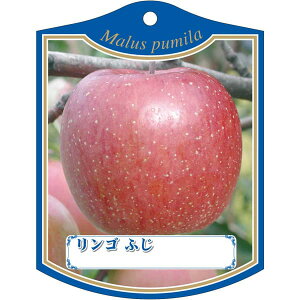 |pxy tW K (100)z105mm×80mm t[x |pi K[fjOpi ϐ ϋv   i햼\x |x Ax x v[g | i A c c 