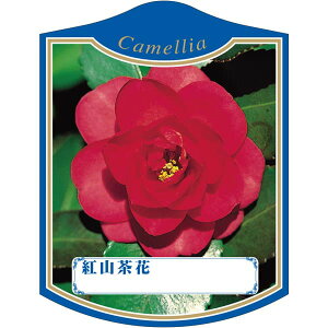 |pxy xjTUJ  K(100)z105mm×80mm t[x |pi K[fjOpi ϐ ϋv   i햼\x |x Ax x v[g | i 