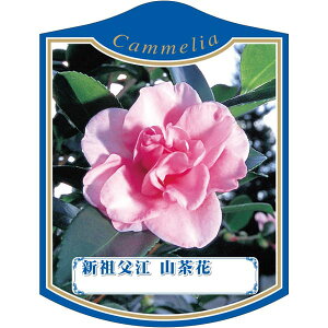 |pxy V\uG TUJ K (100)z105mm×80mm t[x |pi K[fjOpi ϐ ϋv   i햼\x |x Ax x v[g | i