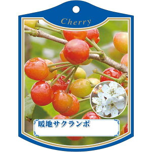 |pxy gn  (100)z105mm×80mm t[x |pi K[fjOpi ϐ ϋv   i햼\x |x Ax x v[g | i A c c