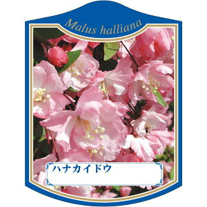 |pxy niJChE K (100)z105mm×80mm t[x |pi K[fjOpi ϐ ϋv   i햼\x |x Ax x v[g | i A 