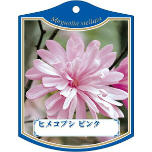 |pxy qRuV sN K (100)z105mm×80mm t[x |pi K[fjOpi ϐ ϋv   i햼\x |x Ax x v[g | i 