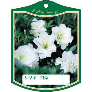 |pxy TcL nNnC K(100)z105mm×80mm t[x |pi K[fjOpi ϐ ϋv   i햼\x |x Ax x v[g | i A