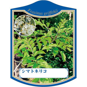 |pxy V}glR K (100)z105mm×80mm t[x |pi K[fjOpi ϐ ϋv   i햼\x |x Ax x v[g | i A 