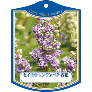 |pxy ZCE jW{N (100)z105mm×80mm t[x |pi K[fjOpi ϐ ϋv   i햼\x |x Ax x v[g | i