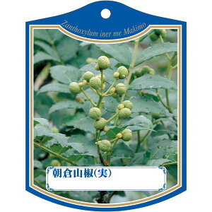 |pxy ATN TVij K (100)z105mm×80mm t[x |pi K[fjOpi ϐ ϋv   i햼\x |x Ax x v[g |