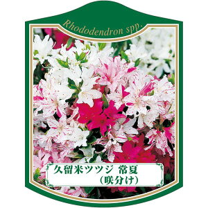 |pxy văccW  i炫jK (100)z105mm×80mm t[x |pi K[fjOpi ϐ ϋv   i햼\x |x Ax x v[