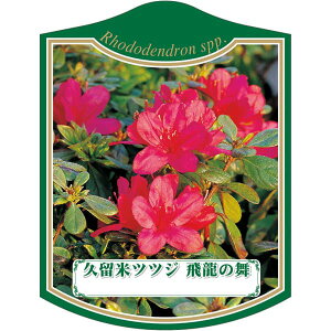 |pxy văccW 򗴂̕ K (100)z105mm×80mm t[x |pi K[fjOpi ϐ ϋv   i햼\x |x Ax x v[g | 