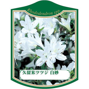 |pxy văccW  K(100)z105mm×80mm t[x |pi K[fjOpi ϐ ϋv   i햼\x |x Ax x v[g | i 