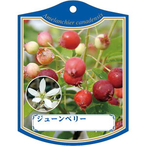 |pxy Wx[ K(100)z105mm×80mm t[x |pi K[fjOpi ϐ ϋv   i햼\x |x Ax x v[g | i A 