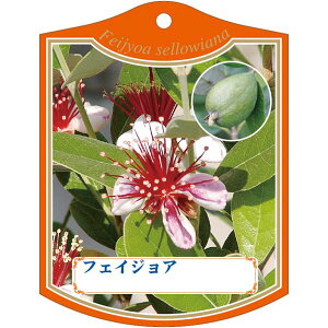 |pxy tFCWA K (100)z105mm×80mm t[x |pi K[fjOpi ϐ ϋv   i햼\x |x Ax x v[g | i A 