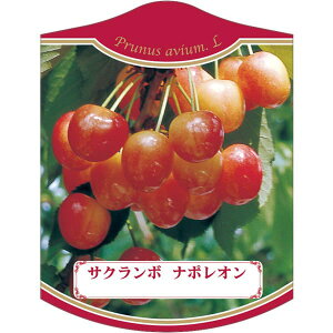 |pxy  i|I (100)z105mm×80mm t[x |pi K[fjOpi ϐ ϋv   i햼\x |x Ax x v[g | i