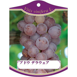 |pxy uhE fEFA K(100)z105mm×80mm t[x |pi K[fjOpi ϐ ϋv   i햼\x |x Ax x v[g | i 