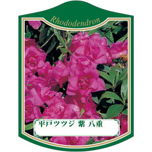 |pxy ˃ccW  d K(100)z105mm×80mm t[x |pi K[fjOpi ϐ ϋv   i햼\x |x Ax x v[g | i 