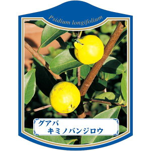 |pxy OAo L~moWE K (100)z105mm×80mm t[x |pi K[fjOpi ϐ ϋv   i햼\x |x Ax x v[g |