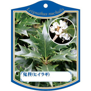 |pxy IjqCM K(100)z105mm×80mm t[x |pi K[fjOpi ϐ ϋv   i햼\x |x Ax x v[g | i A 