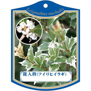 |pxy  qCM K(100)z105mm×80mm t[x |pi K[fjOpi ϐ ϋv   i햼\x |x Ax x v[g | i A