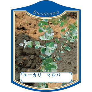 |pxy [J }o K (100)z105mm×80mm t[x |pi K[fjOpi ϐ ϋv   i햼\x |x Ax x v[g | i A