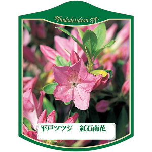 |pxy qhccW xjVNiQ K (100)z105mm×80mm t[x |pi K[fjOpi ϐ ϋv   i햼\x |x Ax x v[g 