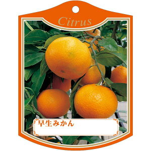 |pxy ݂ K(100)105mm×80mm t[x |pi K[fjOpi ϐ ϋv   i햼\x |x Ax x v[g | i A ~J