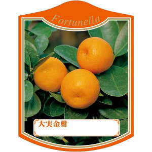 |pxy II~ LJ K (100)z105mm×80mm t[x |pi K[fjOpi ϐ ϋv   i햼\x |x Ax x v[g | i A