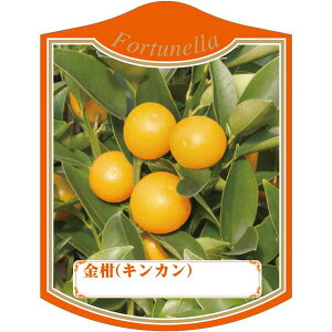 |pxy LJ K (100)z105mm×80mm t[x |pi K[fjOpi ϐ ϋv   i햼\x |x Ax x v[g | i A L