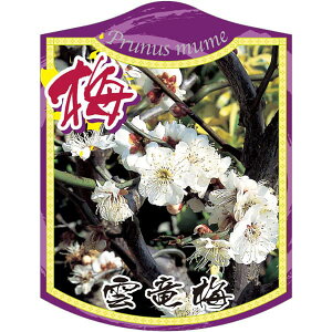 |pxy _~ ݉ K (100)z105mm×80mm t[x |pi K[fjOpi ϐ ϋv   i햼\x |x Ax x v[g | i A 