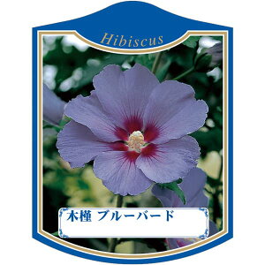 |pxy NQ u[o[h K(100)z105mm×80mm t[x |pi K[fjOpi ϐ ϋv   i햼\x |x Ax x v[g | i