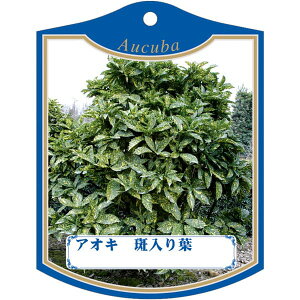 |pxy AIL t K (100)z105mm×80mm t[x |pi K[fjOpi ϐ ϋv   i햼\x |x Ax x v[g | i A