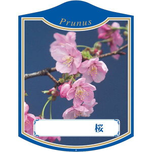 |pxy TN B K (100)z105mm×80mm t[x |pi K[fjOpi ϐ ϋv   i햼\x |x Ax x v[g | i A c c