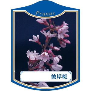 |pxy qKUN K(100)z105mm×80mm t[x |pi K[fjOpi ϐ ϋv   i햼\x |x Ax x v[g | i A 