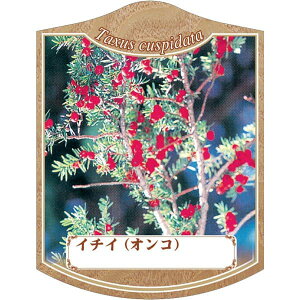 |pxy C`C i IR AM j K (100)z105mm×80mm t[x |pi K[fjOpi ϐ ϋv   i햼\x |x Ax x v[g 