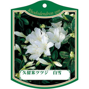 |pxy văccW  (100)z105mm×80mm t[x |pi K[fjOpi ϐ ϋv   i햼\x |x Ax x v[g | i A