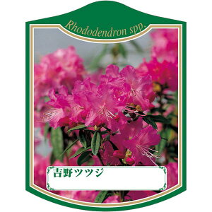 |pxy VmccW K (100)z105mm×80mm t[x |pi K[fjOpi ϐ ϋv   i햼\x |x Ax x v[g | i A 