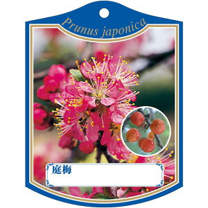 |pxy jE K (100)z105mm×80mm t[x |pi K[fjOpi ϐ ϋv   i햼\x |x Ax x v[g | i A c c