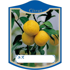 |pxy Y 2004 K (100)z105mm×80mm t[x |pi K[fjOpi ϐ ϋv   i햼\x |x Ax x v[g | i A 䂸 