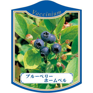 |pxy u[x[ z[x K(100)z105mm×80mm t[x |pi K[fjOpi ϐ ϋv   i햼\x |x Ax x v[g | 