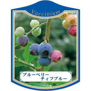 |pxy u[x[ eBtu[ K(100)z105mm×80mm t[x |pi K[fjOpi ϐ ϋv   i햼\x |x Ax x v[g 