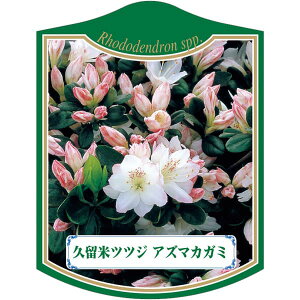 |pxy văccW AY}JK~ K(100)z105mm×80mm t[x |pi K[fjOpi ϐ ϋv   i햼\x |x Ax x v[g 