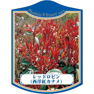 |pxy bhr mgJi (100)z105mm×80mm t[x |pi K[fjOpi ϐ ϋv   i햼\x |x Ax x v[g 