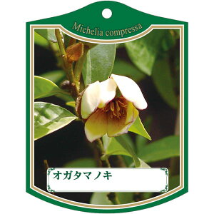 |pxy IK^}mL K (100)z105mm×80mm t[x |pi K[fjOpi ϐ ϋv   i햼\x |x Ax x v[g | i A 