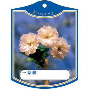 |pxy t K(100)z105mm×80mm t[x |pi K[fjOpi ϐ ϋv   i햼\x |x Ax x v[g | i A C`